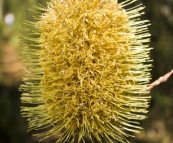 Banksia in Barrington Tops National Park