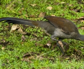 A lyrebird at Gloucester River campsite