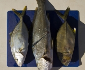 Silver Trevally, Mulloway and a Big Eye Trevally for Lisa\'s dinner in Booti Booti National Park