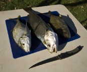 Silver Trevally, Mulloway and a Big Eye Trevally for Lisa\'s dinner in Booti Booti National Park