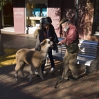 Not something you see every day: a pet llama in Alice Springs