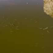 The fish in the waterhole at Ormiston Gorge