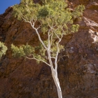 A ghost gum at Ormiston Gorge