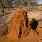 A termite mound along the side of the Stuart Highway