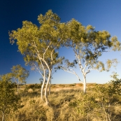 Ghost gums at the Devil\'s Marbles