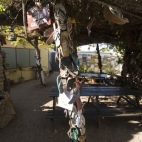 The thong tree at the Daly Waters pub