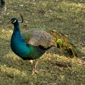 One of the many peacocks roaming Territory Manor in Mataranka