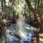 Mataranka Springs