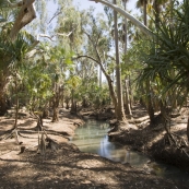 One of the creeks flowing through the swamps into Waterhous RIver