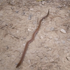 A small snake scurrying across the hiking trail on the way to the Southern Rockhole