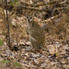 A wallaby near our campsite in Nitmiluk National Park