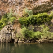 Ferns growing from the rock walls in Katherine Gorge's second gorge