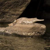 A freshwater crocodile enjoying the sun in Katherine Gorge's second gorge