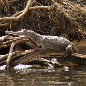 A freshwater crocodile enjoying the sun in Katherine Gorge's first gorge