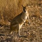 A wallaby at our campsite at Leliyn in Nitmiluk National Park