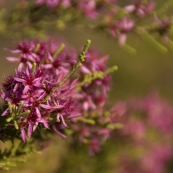 Wildflowers along the hike to Sweetwater Pool