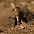 A lizard on the hike to Sweetwater Pool