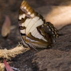 A huge butterfly at Leliyn's upper falls