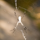 An orb spider at Leliyn\'s upper falls