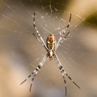 An orb spider at Leliyn\'s upper falls