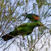 Hooded parrots at our campsite at Leliyn