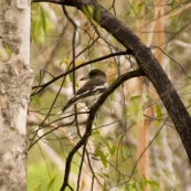 A kingfisher (I think) at our campsite at Leliyn