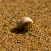 A hermit crab on the beach at Mandorah