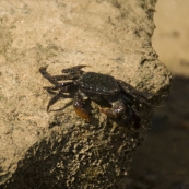A mud crab on the beach at Mandorah