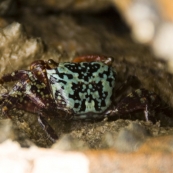 A colorful mud crab in the mud flats at Mandorah