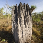 Magnetic termite mounds