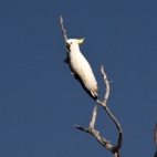 A sulphur-crested cockatoo along the Bardedjilidji Walk