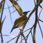 Probably the noisiest bird in Kakadu at our campsite at Muirella Park!