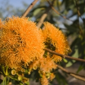 Blooming gum nuts on the walk to Gubara Pools