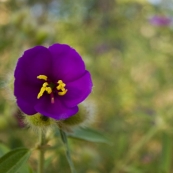 Wildflowers on the walk to Gubara Pools