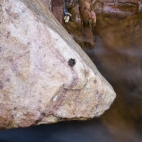 Rocket frogs at Gubara Pools