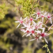 Wildflowers on the walk to Gubara Pools