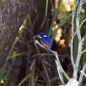 An Azure Kingfisher at Yellow Waters