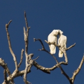 Sulphur-Crested Cockatoos at Yellow Waters
