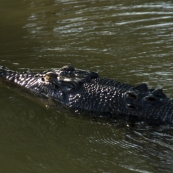 An estuarine (saltwater) crocodile at Yellow Waters