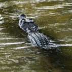 An estuarine (saltwater) crocodile at Yellow Waters