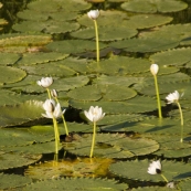 Water lillies at Yellow Waters