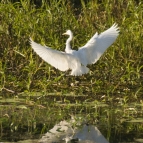 An egret at Yellow Waters