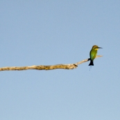 A Rainbow Bee-Eater at Yellow Waters