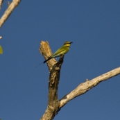 A Rainbow Bee-Eater at Yellow Waters