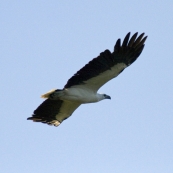 A White-Breasted Sea Eagle at Yellow Waters