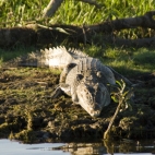 An estuarine (saltwater) crocodile at Yellow Waters