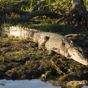 An estuarine (saltwater) crocodile at Yellow Waters