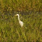 An egret at Yellow Waters
