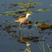 A juvenile Jacana at Yellow Waters