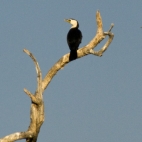 A cormorant at Yellow Waters